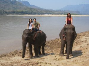 Laos - Luang Prabang - Elefante (19)