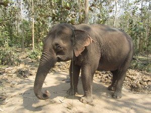 Laos - Luang Prabang - Elefante (26)