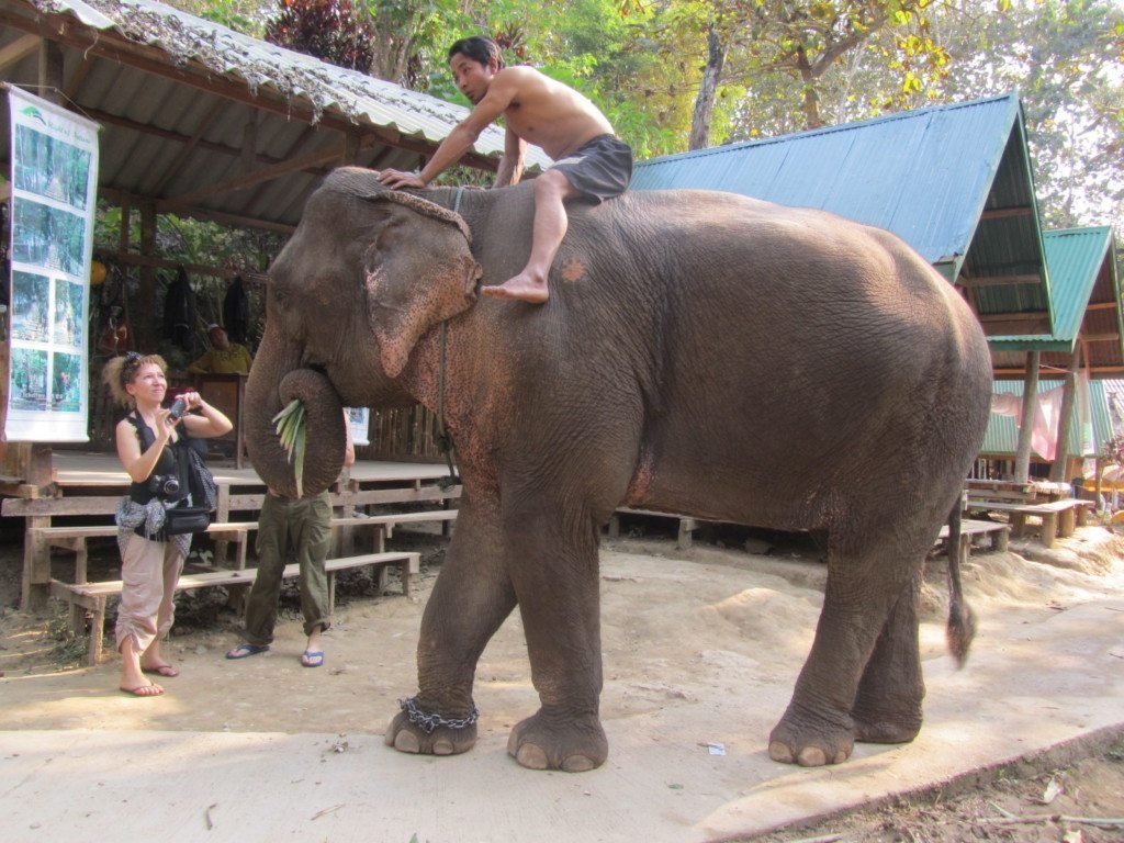 Laos – Luang Prabang – elefante Tad Sae (2)