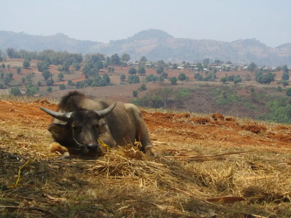 Myanmar – Kalaw – Trekking dia 2 (21)