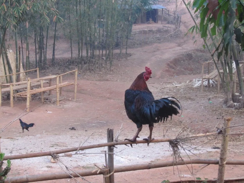 Myanmar – Kalaw – Trekking dia 3 (2)