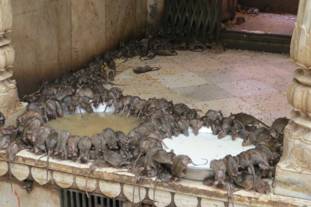 India – Bikaner (2)