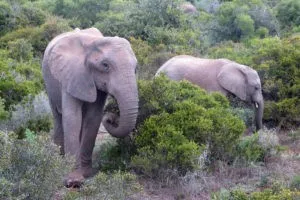 Africa do Sul - Garden Route - Dia 5 - Addo Elephant Park (12)