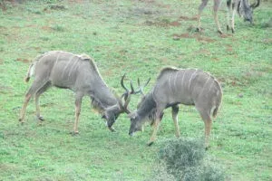 Africa do Sul - Garden Route - Dia 5 - Addo Elephant Park (17)