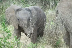Africa do Sul - Garden Route - Dia 5 - Addo Elephant Park (22)
