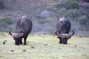 Africa do Sul - Garden Route - Dia 5 - Addo Elephant Park (6)
