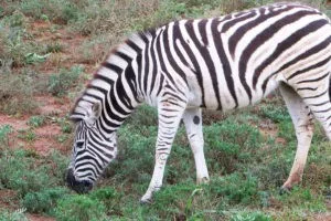 Africa do Sul - Garden Route - Dia 5 - Addo Elephant Park (8)