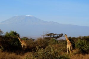 quenia-safari-amboseli-9