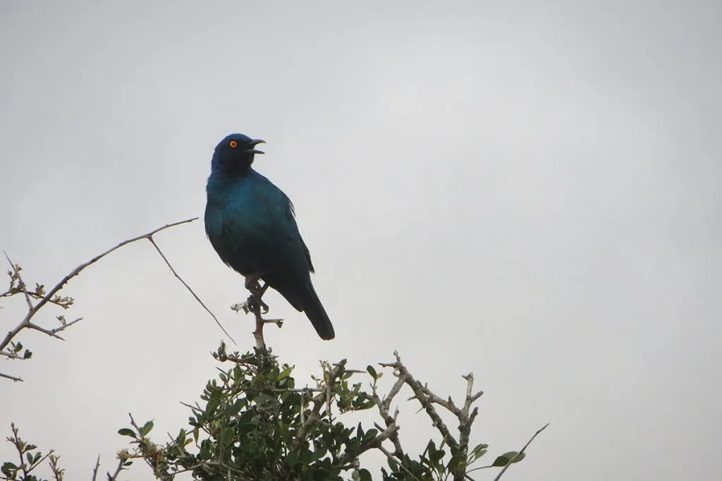 Africa do Sul – Garden Route – Addo Park
