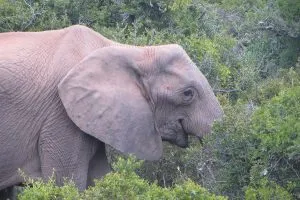 africa-do-sul-garden-route-dia-5-addo-elephant-park-11