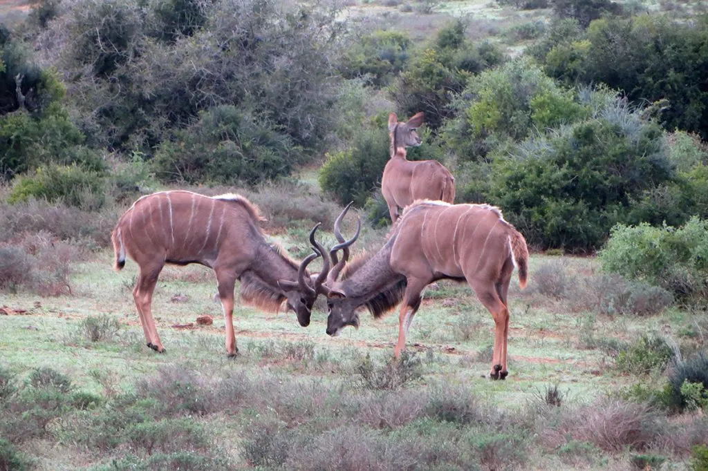 africa-do-sul-garden-route-dia-5-addo-elephant-park-14