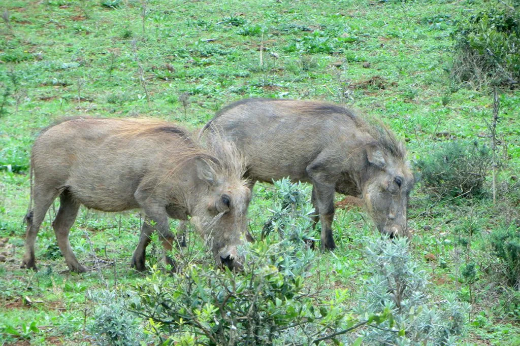 africa-do-sul-garden-route-dia-5-addo-elephant-park-16