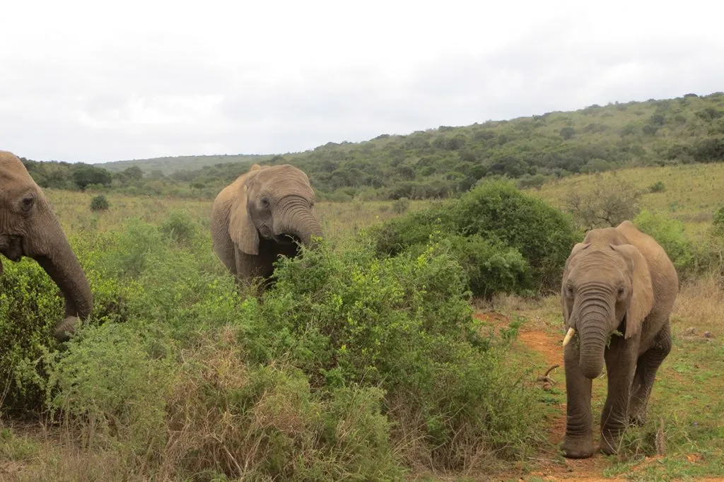 africa-do-sul-garden-route-dia-5-addo-elephant-park-18