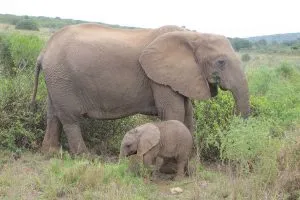 africa-do-sul-garden-route-dia-5-addo-elephant-park-19
