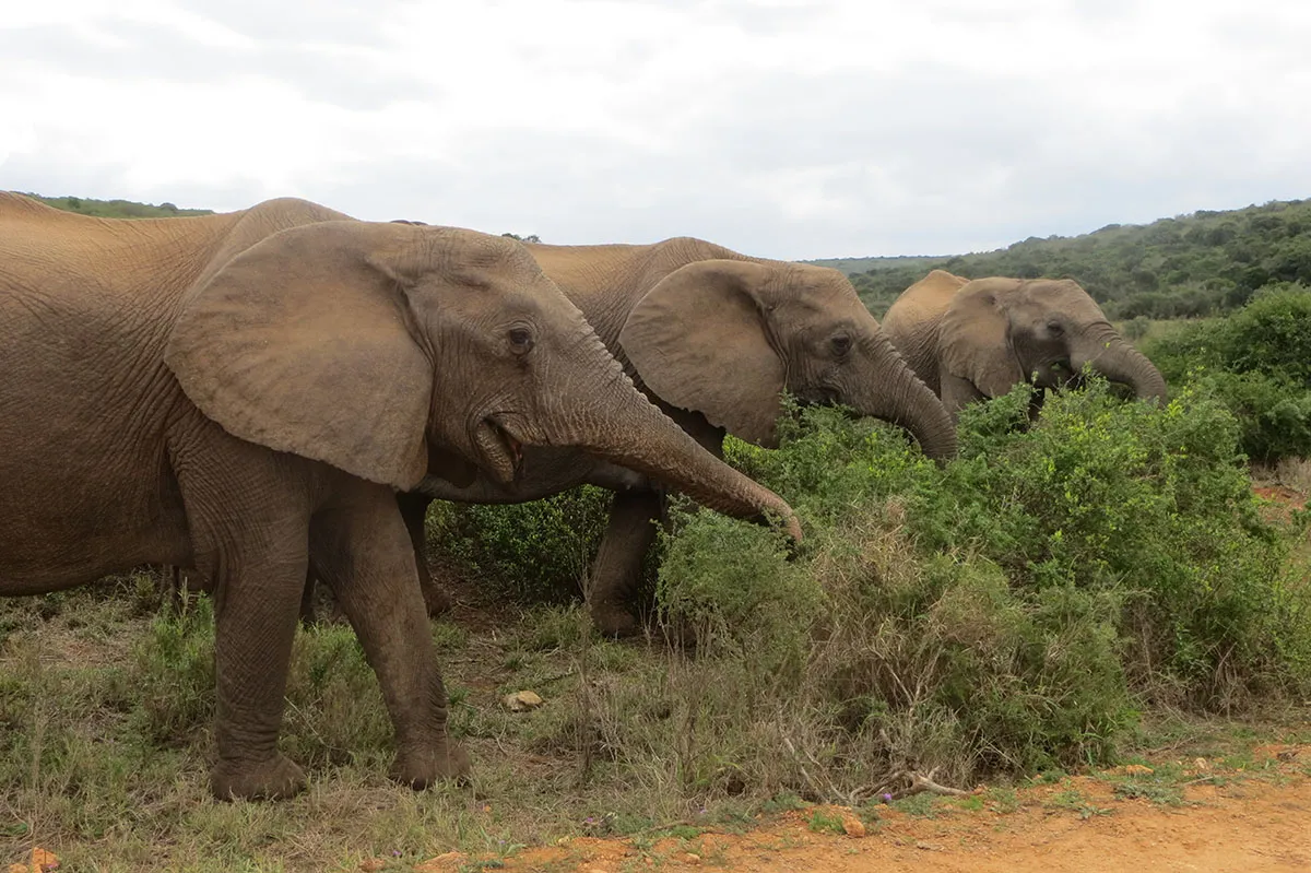 africa-do-sul-garden-route-dia-5-addo-elephant-park-21