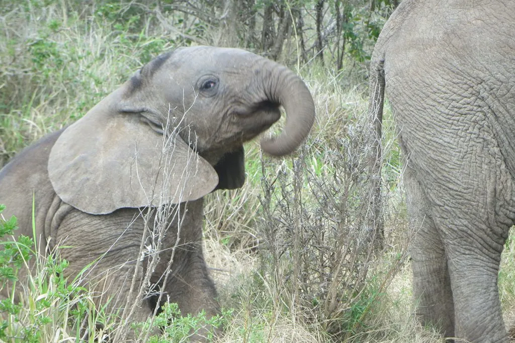 africa-do-sul-garden-route-dia-5-addo-elephant-park-23