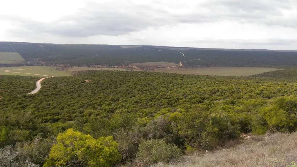 africa-do-sul-garden-route-dia-5-addo-elephant-park-24