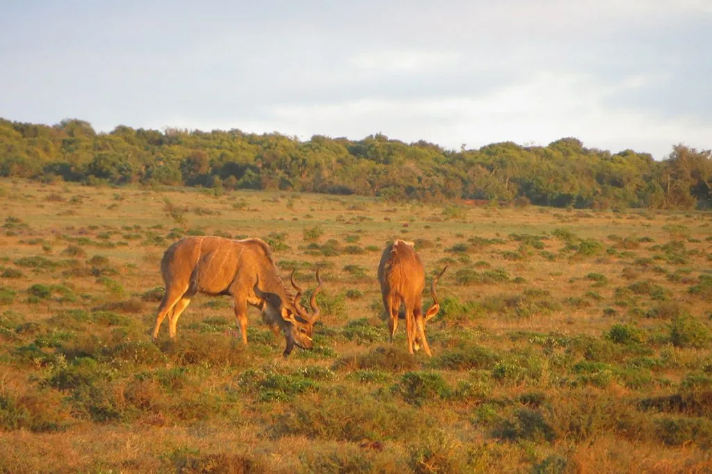 Africa do Sul – Garden Route – Addo Park