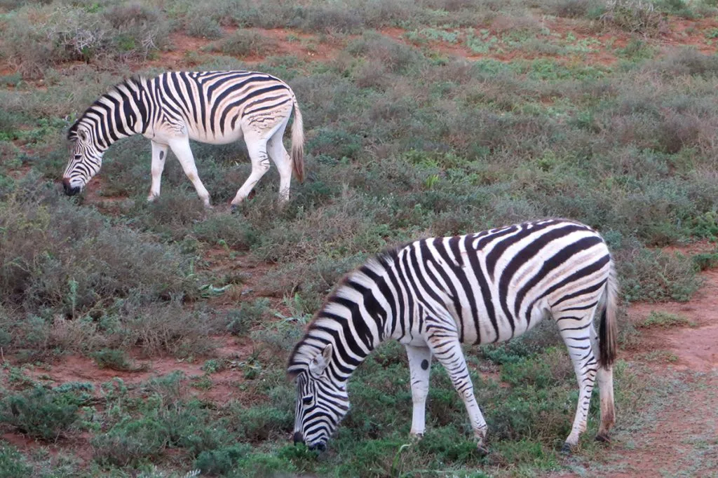 africa-do-sul-garden-route-dia-5-addo-elephant-park-7