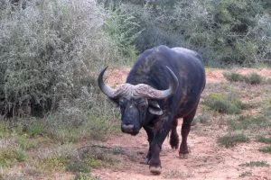 africa-do-sul-garden-route-dia-5-addo-elephant-park-9