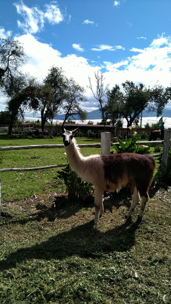 Lhama na Hosteria Papagayo, Quito, Equador